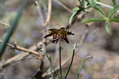 Fritillaria pinetorum