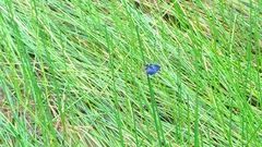 Rhyothemis triangularis