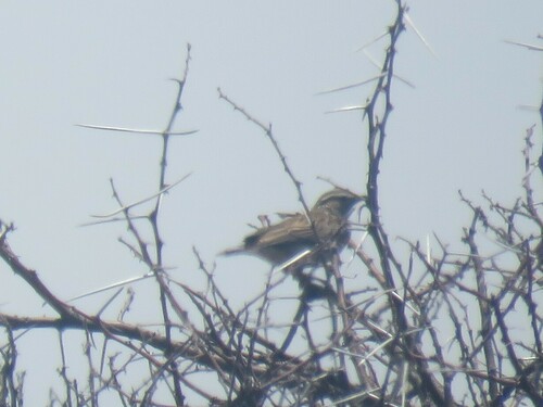 Sabota Lark