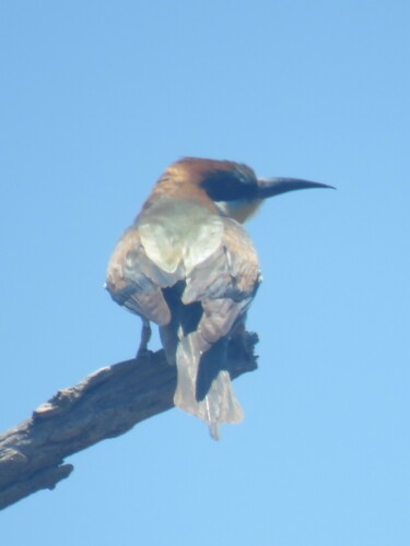 European Bee-eater