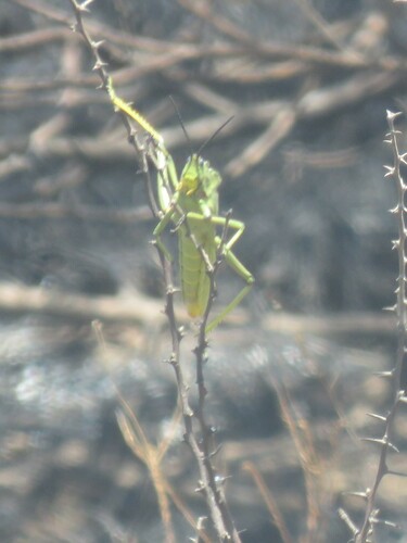 Green Milkweed Locust