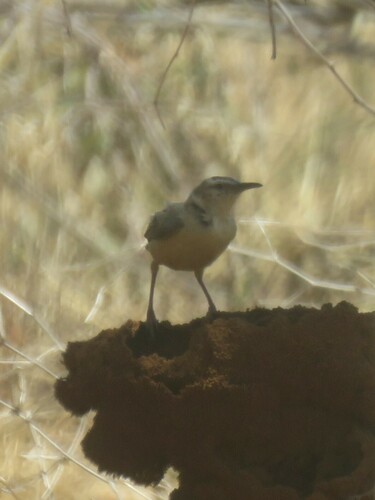 Karoo Black-chested Prinia