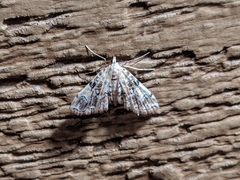 Elophila icciusalis