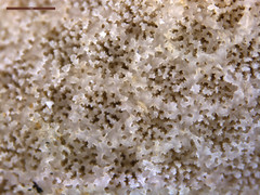 Porites cylindrica