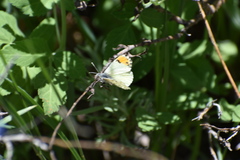 Anthocharis julia stella