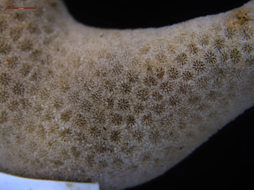 Porites cylindrica