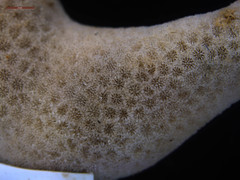 Porites cylindrica