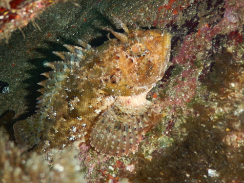 Black Scorpionfish