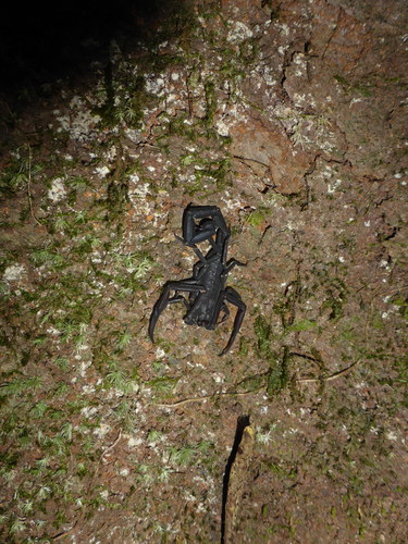 Photo of Guyana Black Devil Scorpion (Tityus obscurus)