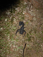 Tityus obscurus
