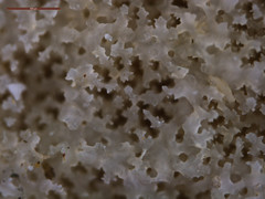 Porites cylindrica