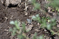 Euphilotes battoides