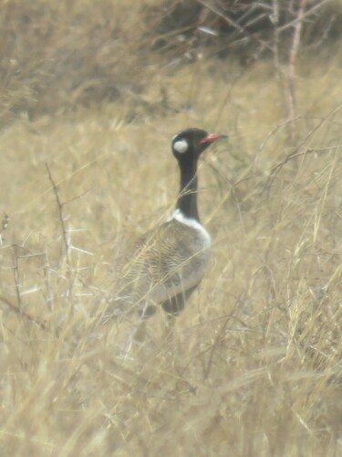South African Black Korhaan