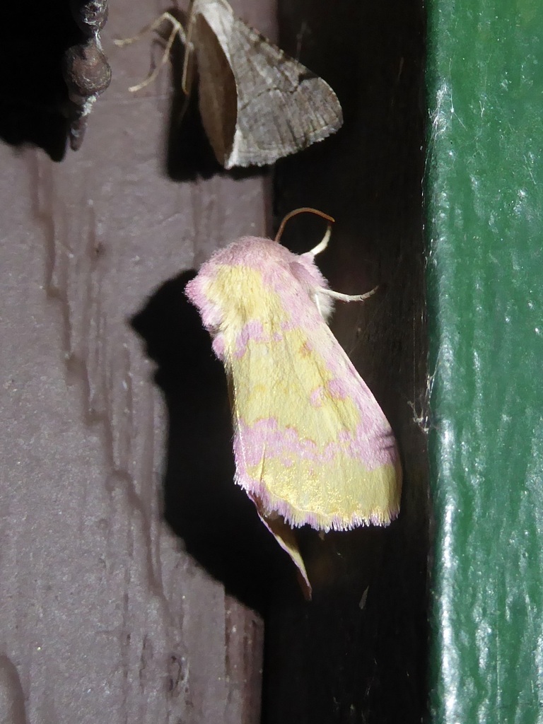 Pink Prairie Moth