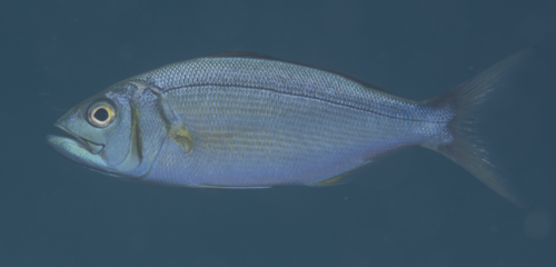 Smalltooth jobfish (Aphareus furca) — Lutjanidae — 4