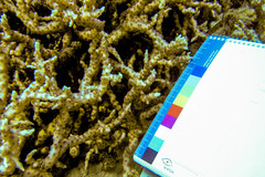 Echinopora mammiformis