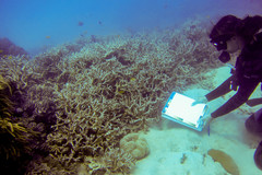 Echinopora mammiformis