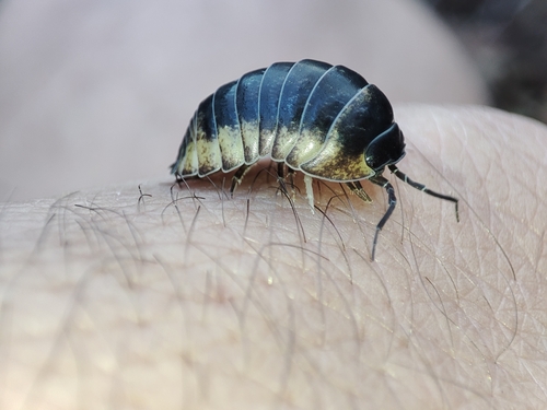 Southern Pill Woodlouse, 16010 Tiglieto, Gênes, Italie, photo 6 of 10