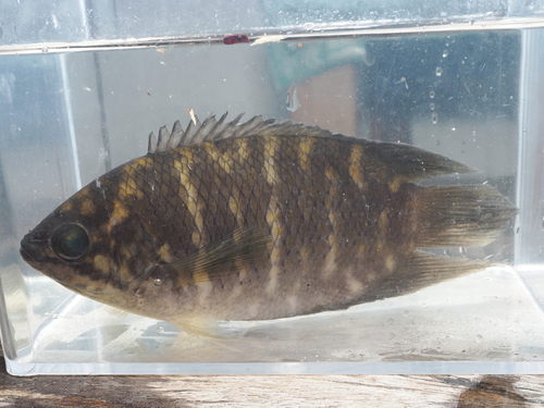 Java combtail (Belontia hasselti) — Osphronemidae — 4