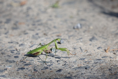 Chinese Mantis