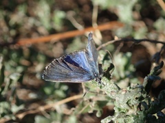 Glaucopsyche piasus