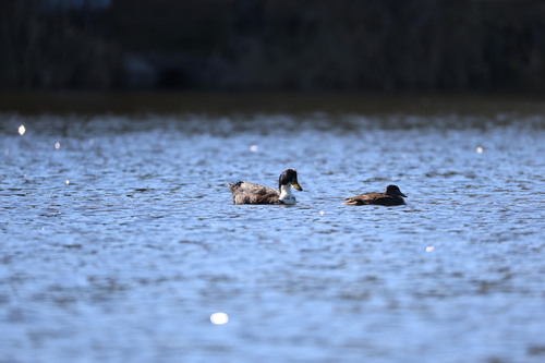 Domestic Mallard