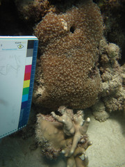 Physogyra lichtensteini