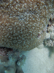 Physogyra lichtensteini