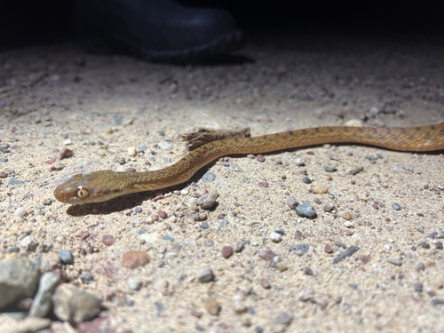 Brown Tree Snake sighting