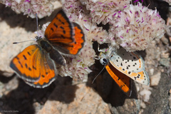 Lycaena cupreus