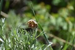 Fritillaria pinetorum