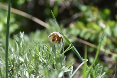 Fritillaria pinetorum