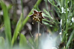 Fritillaria pinetorum