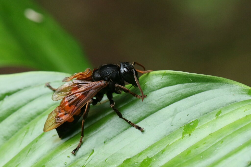 Vespa philippinensis