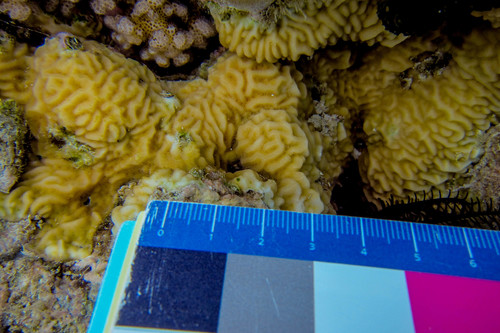 Pavona varians
