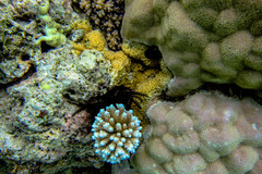 Porites lobata