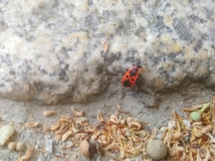 Pyrrhocoris apterus