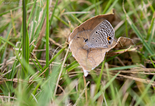 Plains Cupid