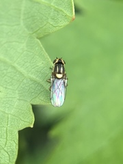Chlorops pumilionis
