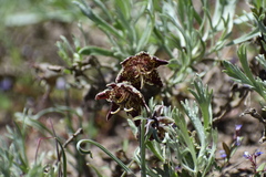Fritillaria pinetorum