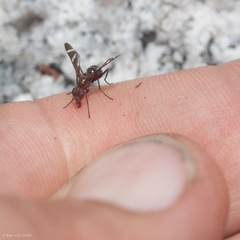 Tritoxa cuneata