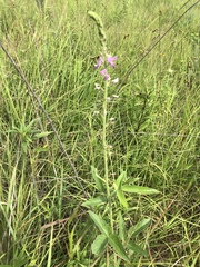 Desmodium illinoense