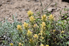 Castilleja applegatei breweri