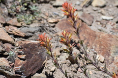 Castilleja disticha