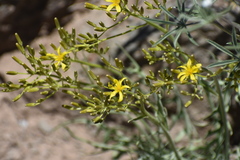 Crepis acuminata