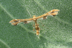 Geina periscelidactylus