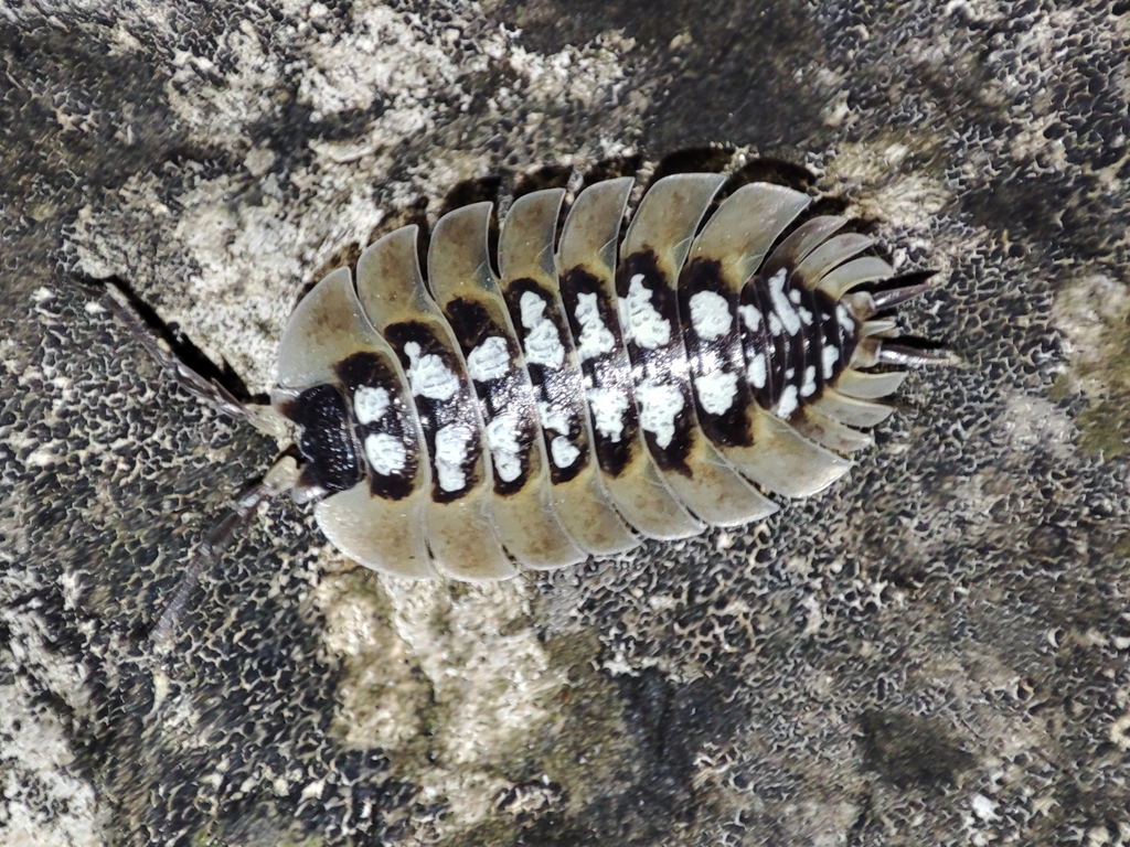 Porcellio tortonesei
