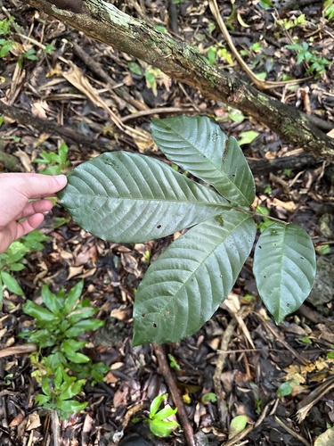 Image of Aglaia mariannensis by (c) Rachael Kaiser, some rights reserved (CC BY)