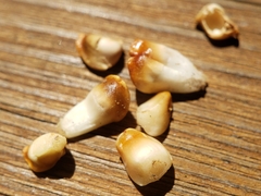 Callirhytis quercusoperator