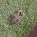 Western Sycamore Lace Bug - Photo (c) James Bailey, some rights reserved (CC BY-NC), uploaded by James Bailey
